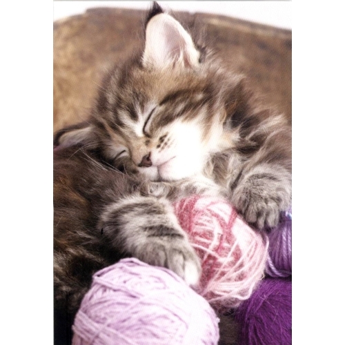 MINI KORT, SOVENDE KATT,MINIS