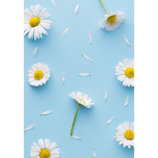 MINI KORT, PRESTEKRAGE,MINIS