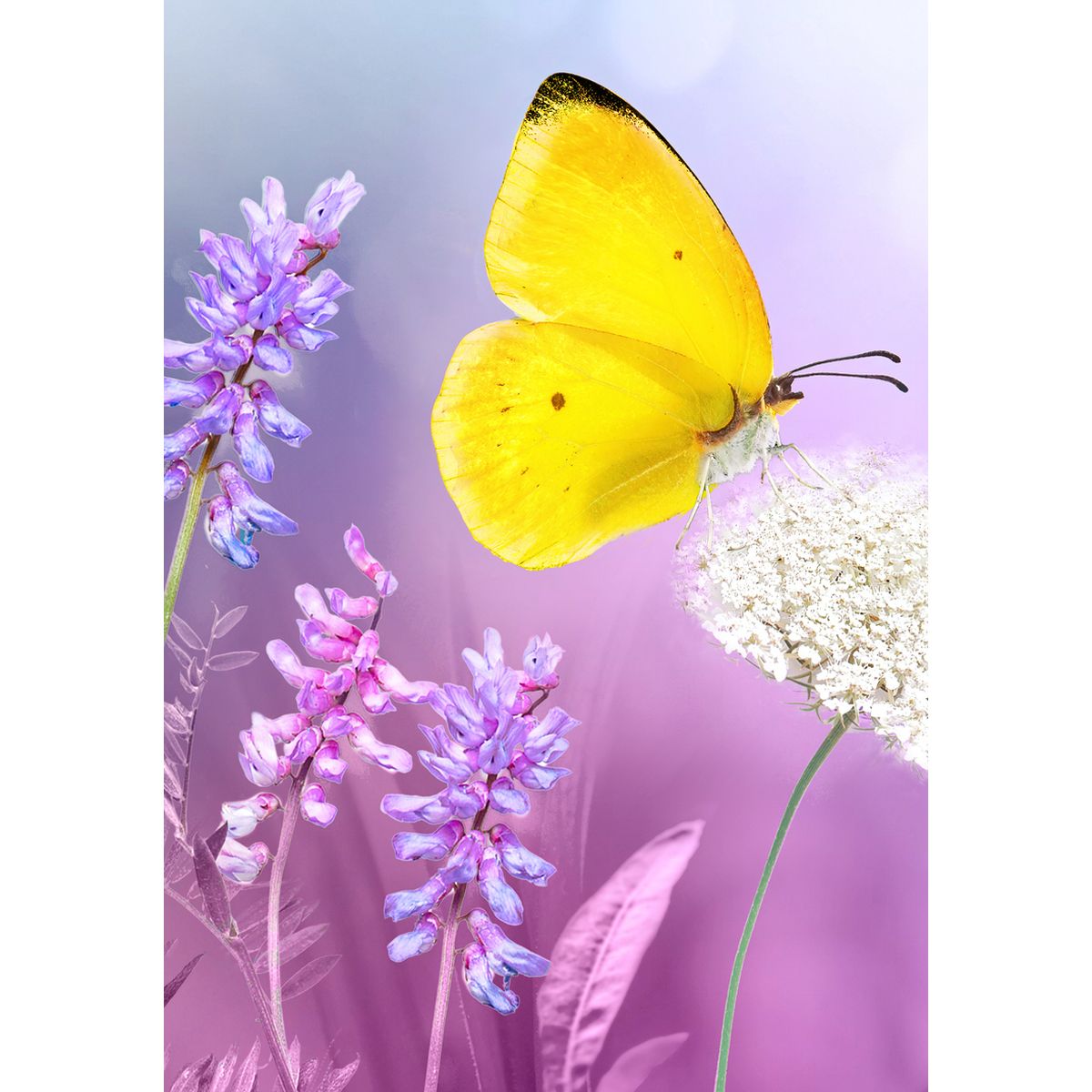 MINI KORT, SOMMERFUGL/BLOMSTER,MINIS