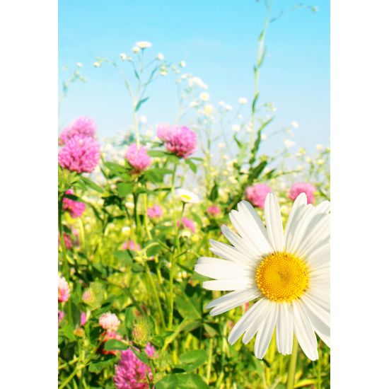 MINI KORT, MARKBLOMSTER, MINIS MINI KORT, MARKBLOMSTER, MINIS